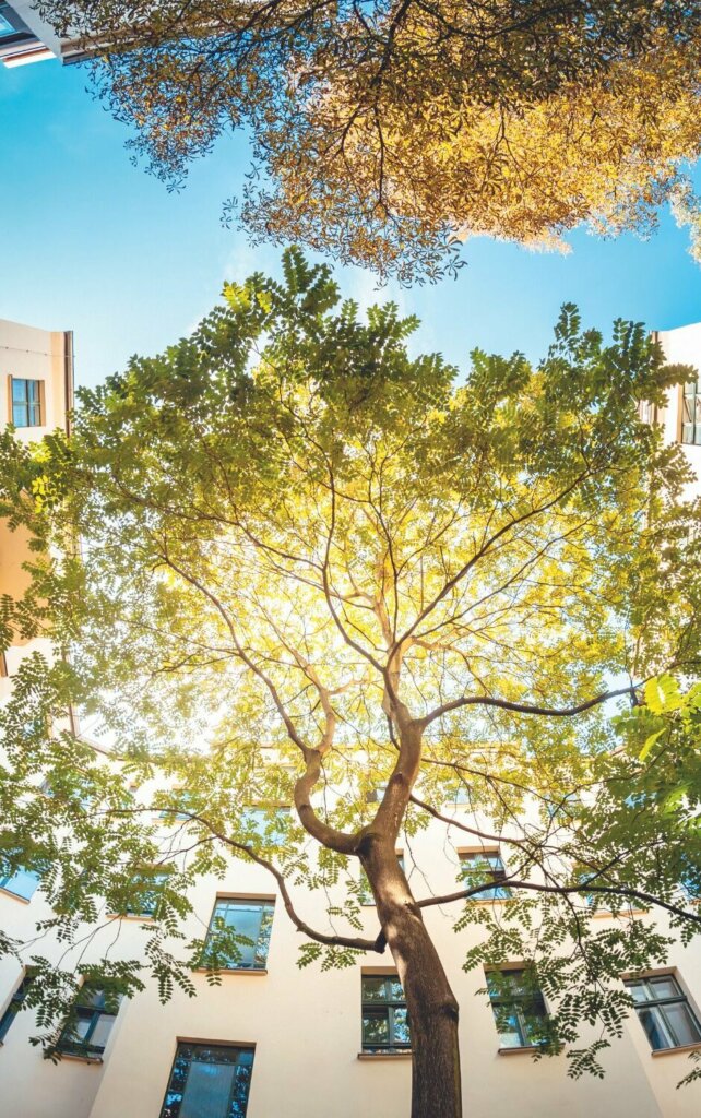 arbre et environnement